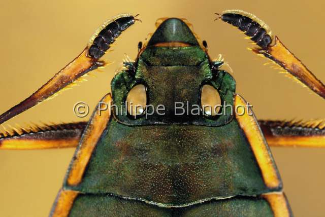 Orectochilus landaisi.JPG - in "Portraits d'insectes" ed. Seuil, Orectochilus (Porrhorrhynchus) landaisi, Gyrin, Whirligig beetle, Coleoptera, Gyrinidae, Cambodge